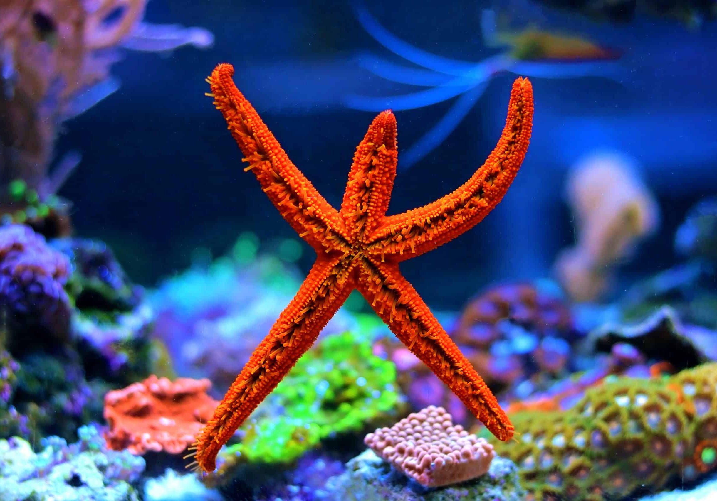 LIVE FISH DELIVERY CORALS / INVERTS LIVE FISH DELIVERY CORALS / INVERTS